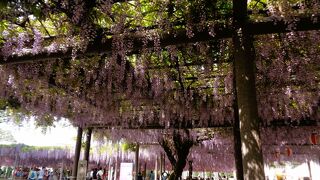 久しぶりの大藤まつりで賑わっていました。