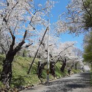 どこから見るのが最適かは分からなかったけど、公園内の桜はきれい