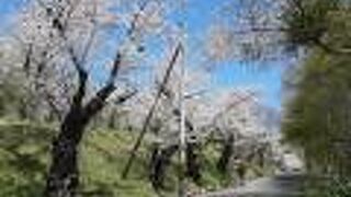 どこから見るのが最適かは分からなかったけど、公園内の桜はきれい