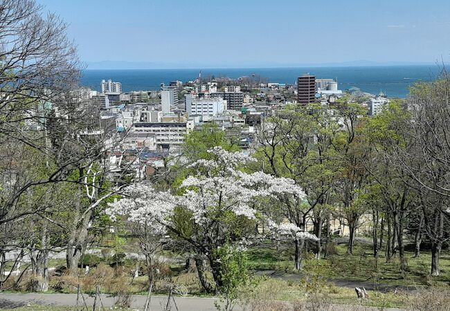 桜と小樽の街の眺望が楽しめる