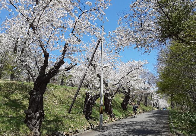 どこから見るのが最適かは分からなかったけど、公園内の桜はきれい