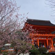 洛北の桜で有名な神社
