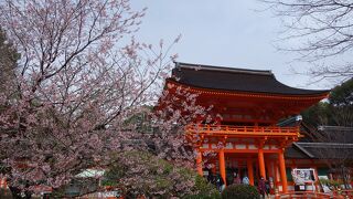 洛北の桜で有名な神社