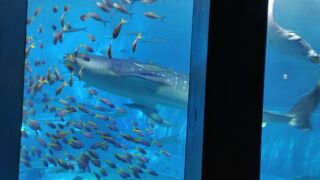巨大なジンベイザメ