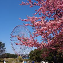 ダイヤと花の大観覧車