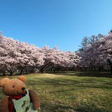 園内の桜は見事でした