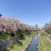 山崎川四季の道