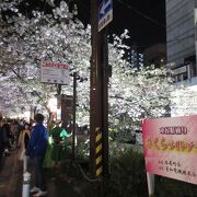 桜の季節がおススメ