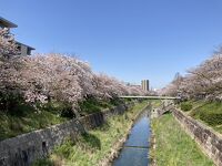 山崎川四季の道