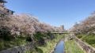 山崎川四季の道