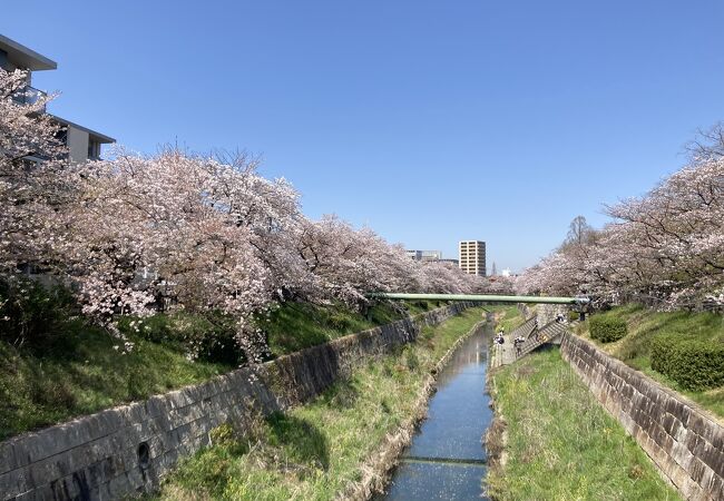 山崎川四季の道