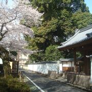 早雲寺の桜が美しかったです