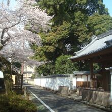 桜がきれい（2022.3.28撮影）