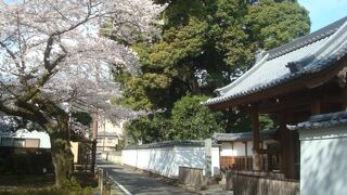 早雲寺の桜が美しかったです