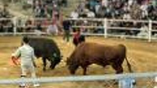 徳之島で牛同士の闘牛大会を観賞