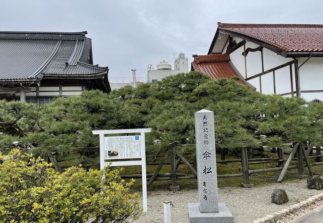 天然記念物の傘松がある