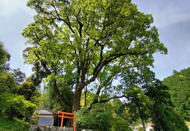 樹齢１５００年、高さ３５mの巨大な楠は天然記念物に指定されています