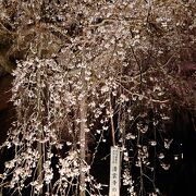 夜桜でも混雑
