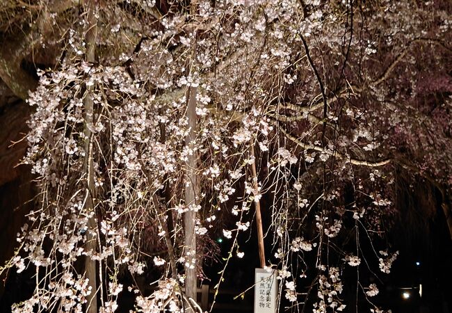 夜桜でも混雑