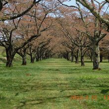 雫石川園地は葉桜でした