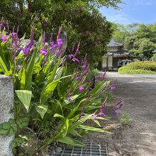 普門禅寺、境内に咲いていたグラジオラス。