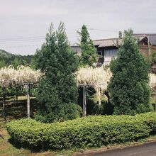 普門禅寺、山門前の藤広場。