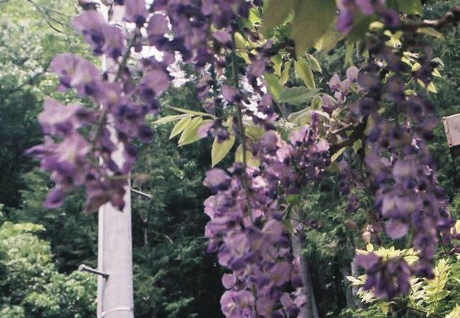 樹齢2000年と言われるヤマフジの古木。