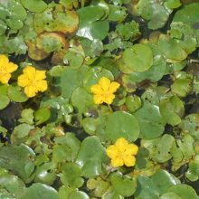 水郷トンボ公園のアサザ