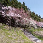 桜の時期はまずまず