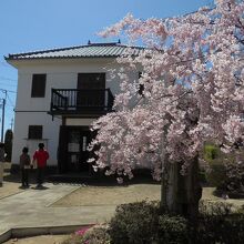 桜と小諸義塾