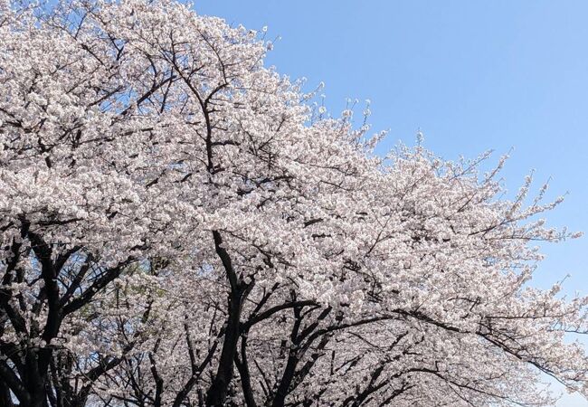 荒子川公園