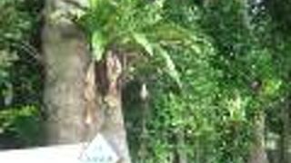 フクギ並木の中にある