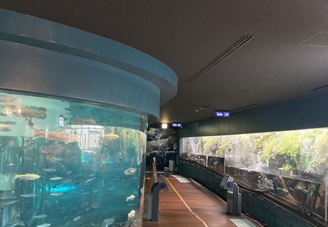 小さな水族館