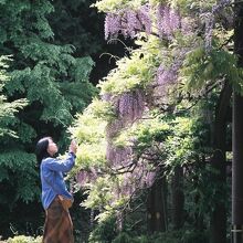 才ノ神の藤、藤棚。