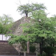 西日本有数の桜の名所