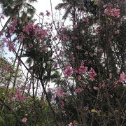 南海学園 台北植物園