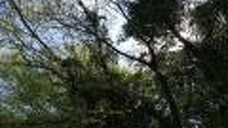 自然を味わうことが出来ます