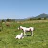蒜山の裾野に広がる牧草地に、牛や馬がのどかに遊ぶ