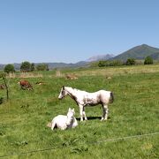蒜山の裾野に広がる牧草地に、牛や馬がのどかに遊ぶ