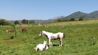 蒜山の裾野に広がる牧草地に、牛や馬がのどかに遊ぶ