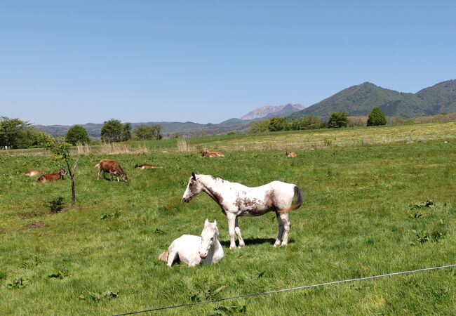 蒜山の裾野に広がる牧草地に、牛や馬がのどかに遊ぶ