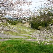 桜と棚田！