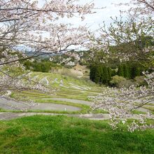 桜と棚田