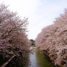 堂面川の桜並木