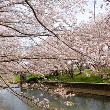 堂面川と桜