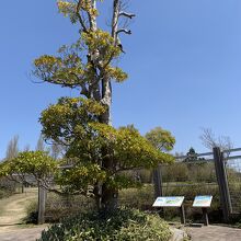 木々は、手入れされていました