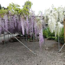 神宮寺の藤棚