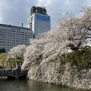桜も綺麗でした