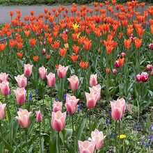 チューリップが美しい