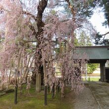 一通り拝観し、また戻って来た春日山林泉寺の山門